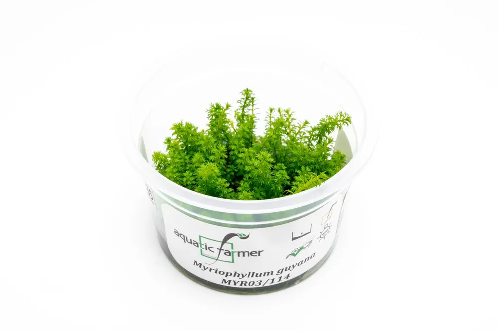 Myriophyllum Guyana Aquatic Farmer Tissue Culture