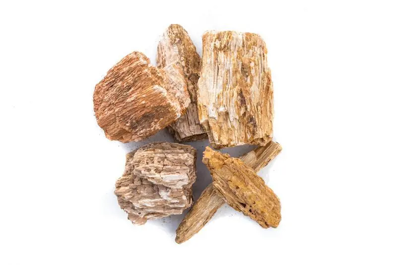 Burmese Petrified Wood - UNSHARDSCAPE