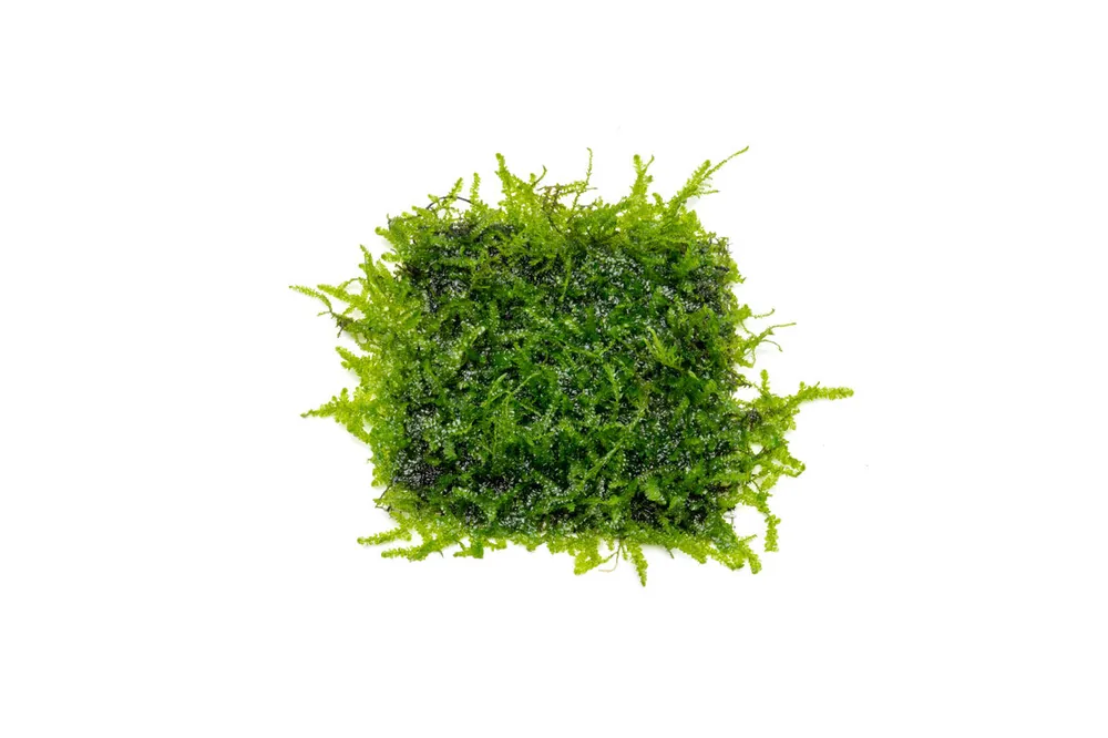 Anchor Moss on Stainless Steel - IS
