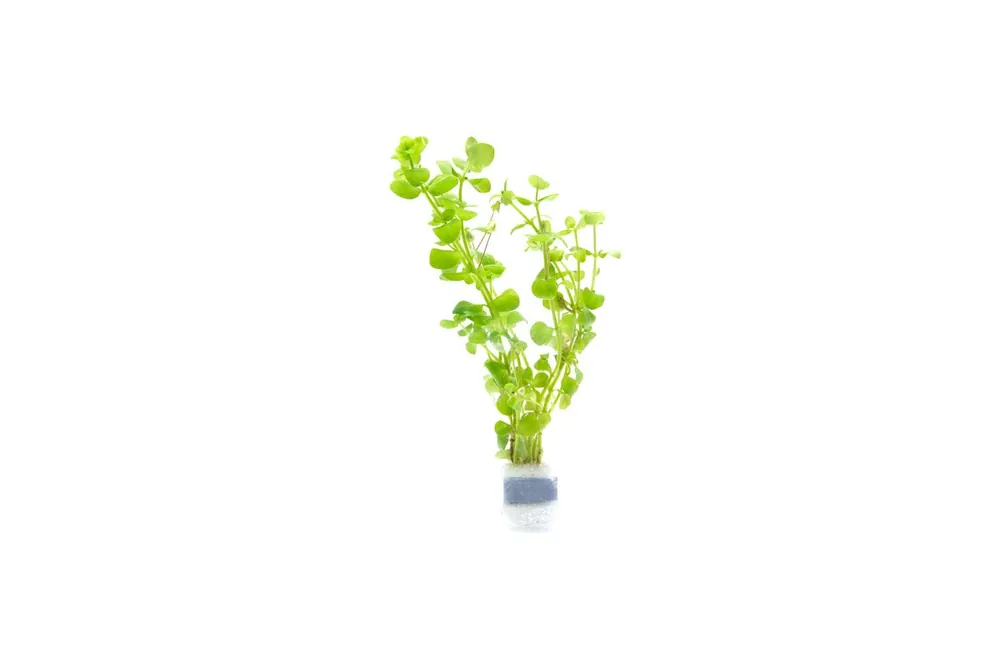 Bacopa Australis