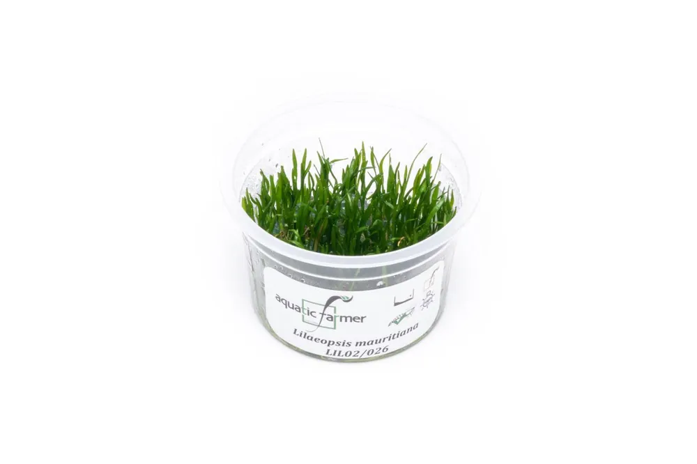 Lilaeopsis Mauritiana Aquatic Farmer Tissue Culture