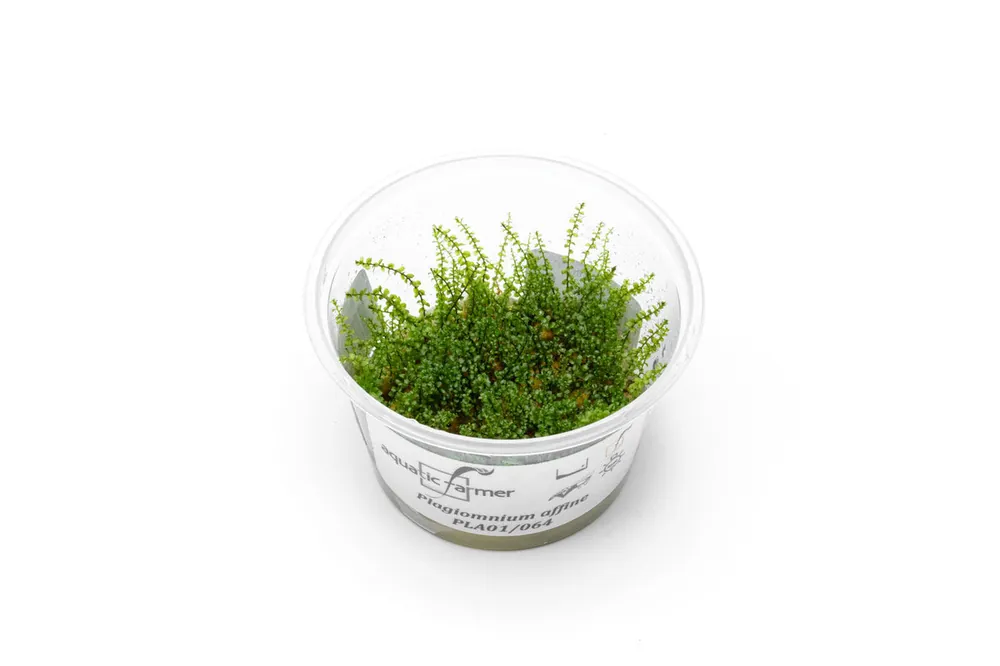 Pearl Moss Aquatic Farmer Tissue Culture