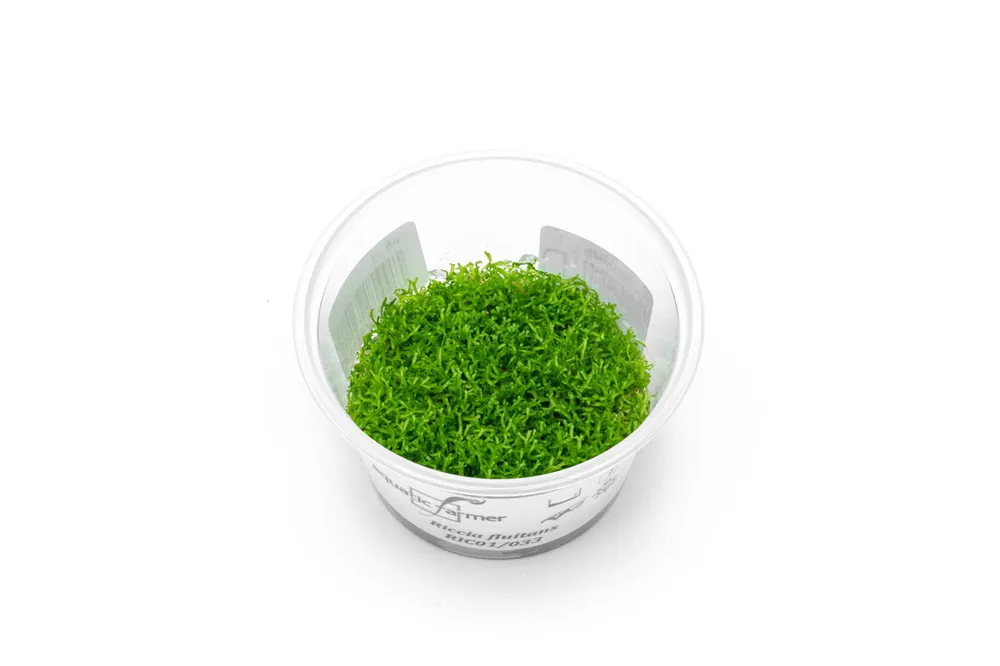 Riccia Fluitans Aquatic Farmer Tissue Culture
