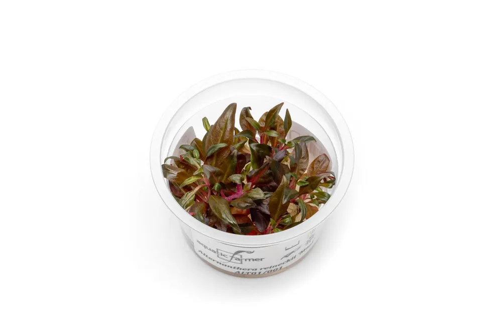 Alternanthera Reineckii 'Mini' Aquatic Farmer Tissue Culture