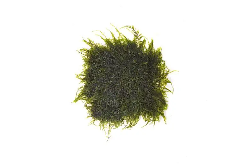 Peacock Moss on Stainless Steel - BUCE