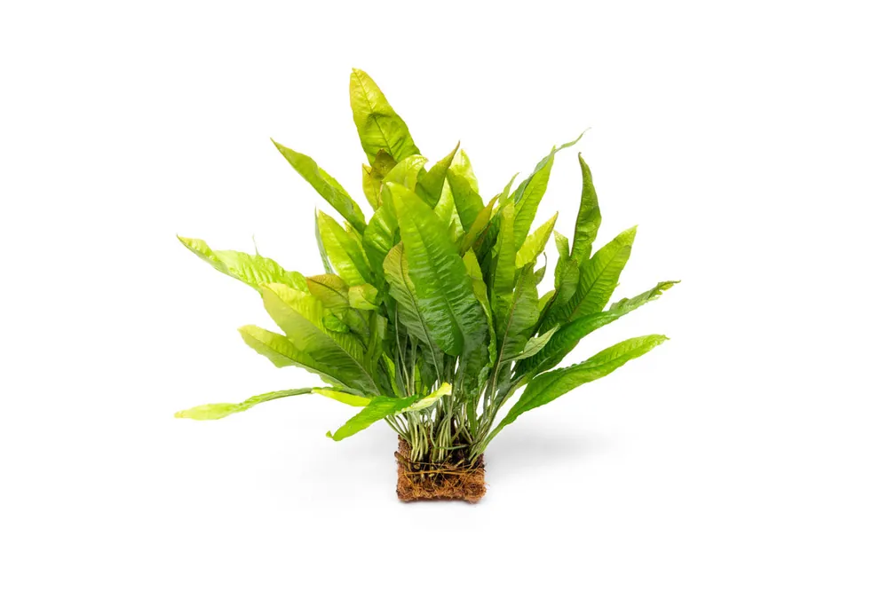 Java Fern Mat - ACW