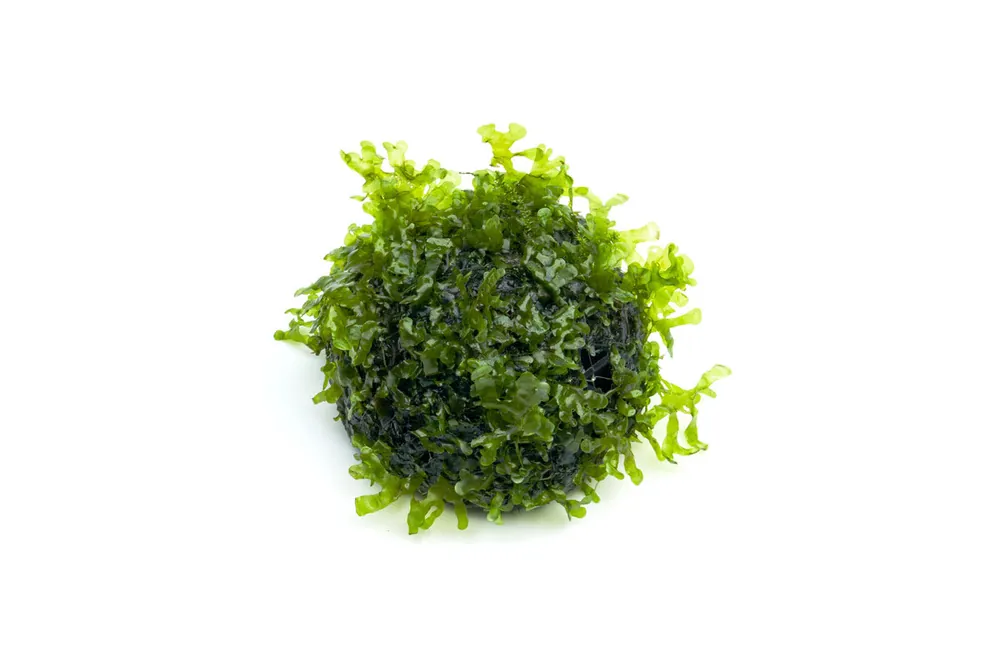 Subwassertang - IS