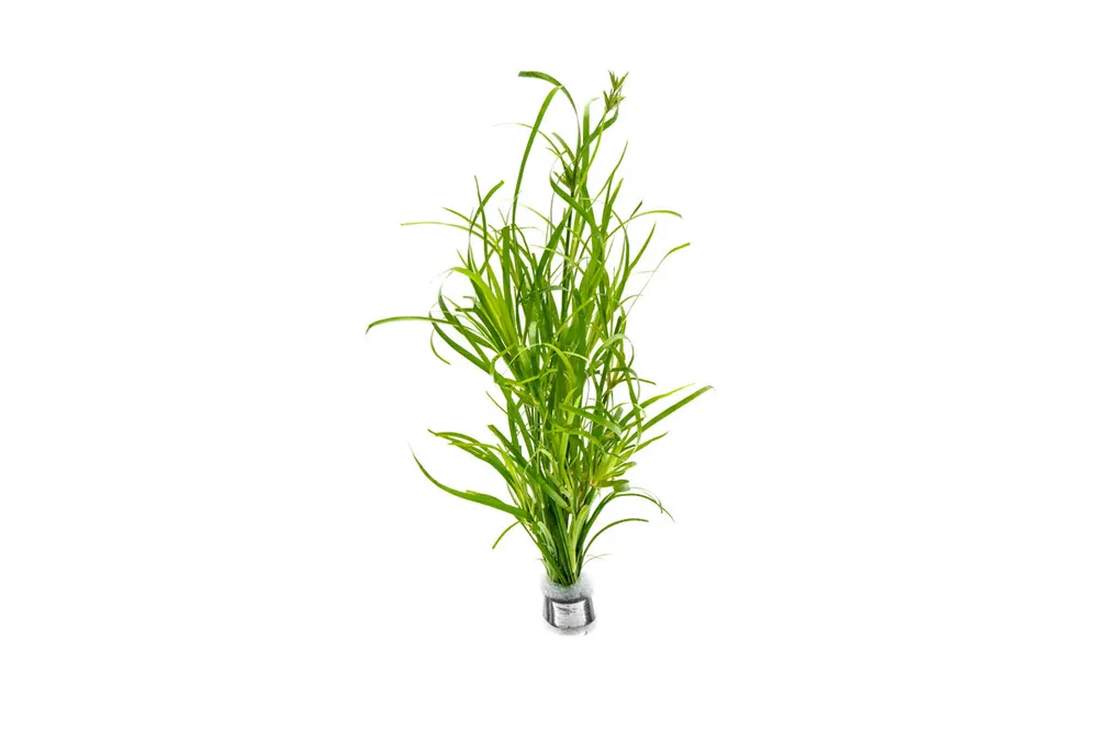 Juncus Repens - IS