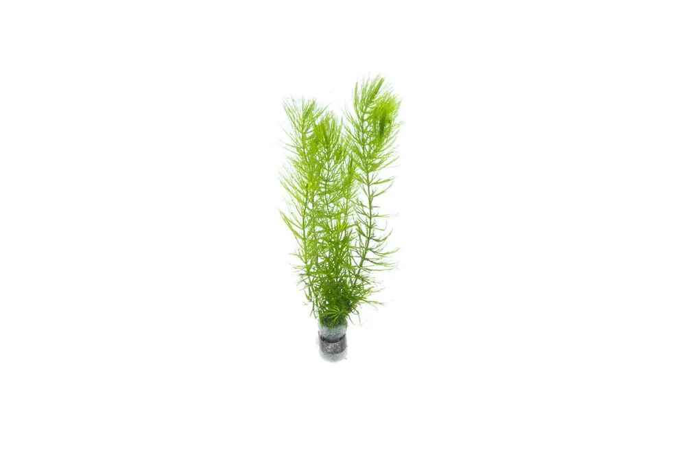 Ceratophyllum Demersum/ Hornwort - IS