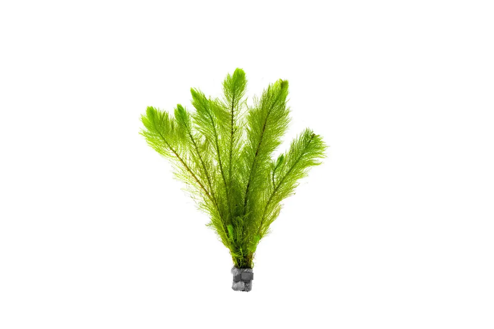 Myriophyllum Tetrandrum - IS