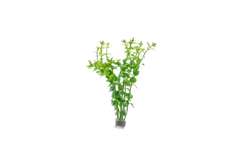 Rotala Macrandra Green - IS