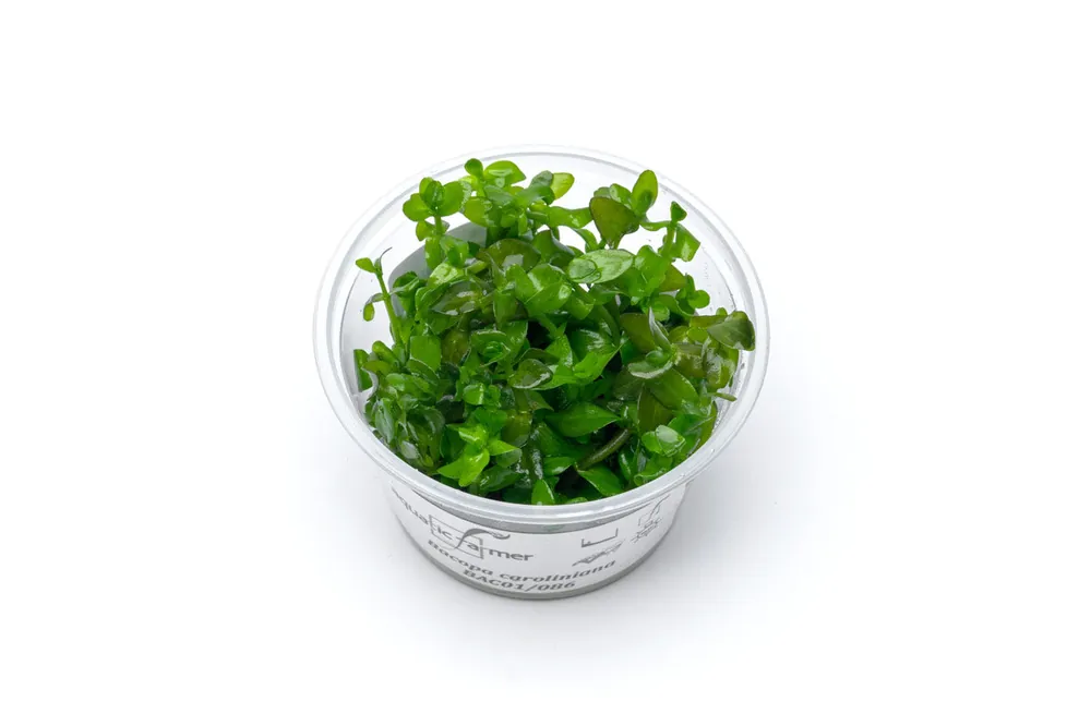 Bacopa Caroliniana Aquatic Farmer Tissue Culture