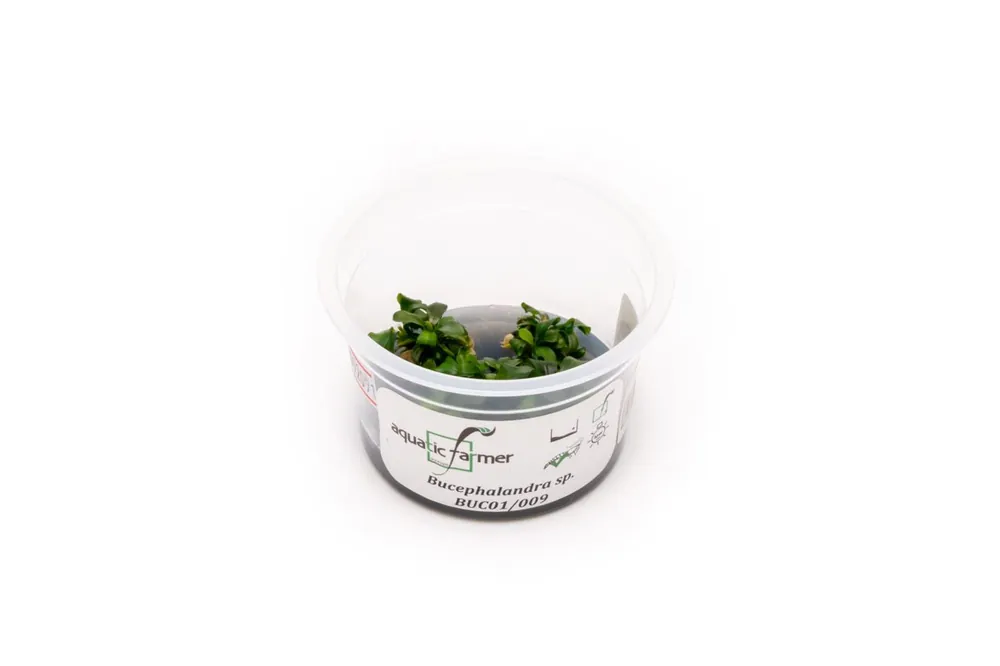 Bucephalandra sp Aquatic Farmer Tissue Culture