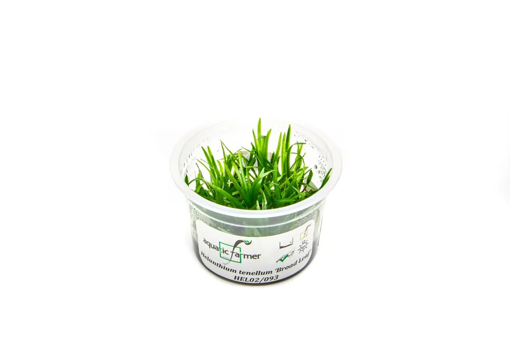 Helanthium Tenellum Broad Leaf Aquatic Farmer Tissue Culture