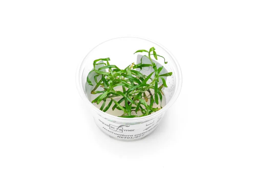 Heteranthera Zosterifolia Aquatic Farmer Tissue Culture