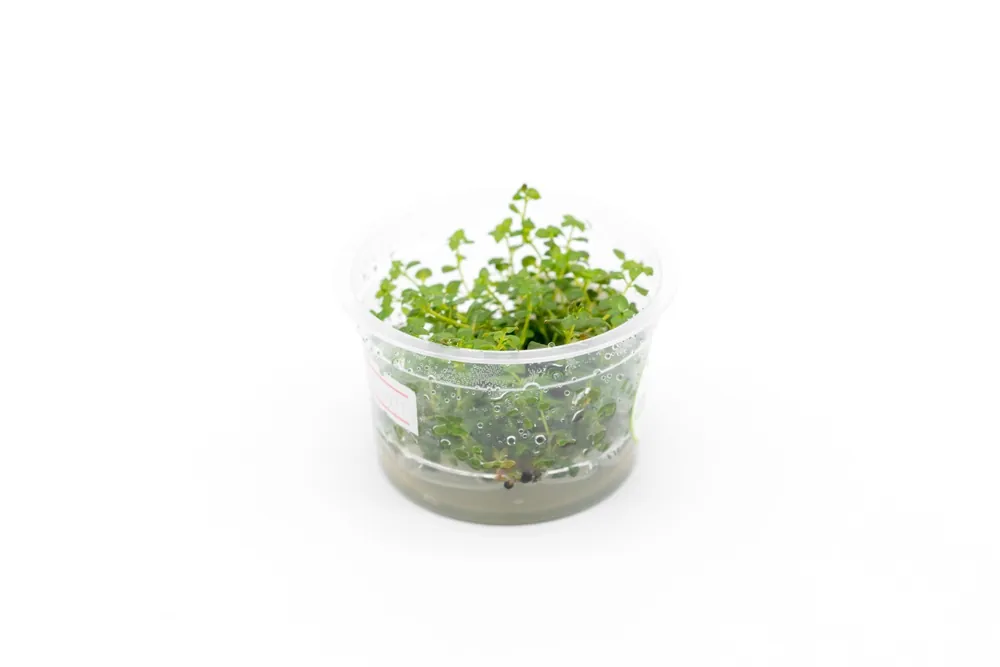 Ludwigia Palustris Super Red Aquatic Farmer Tissue Culture