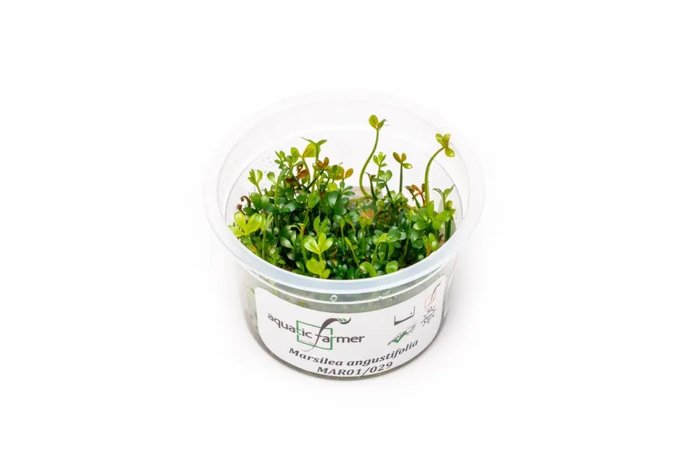 Marsilea Angustifolia Aquatic Farmer Tissue Culture