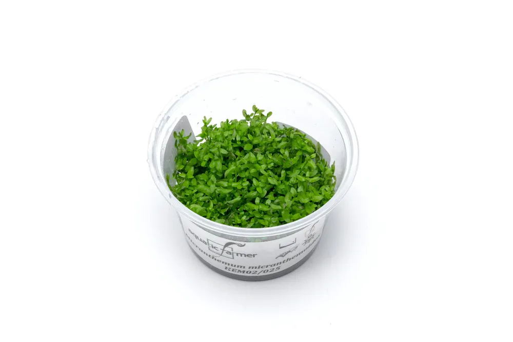 Microcarpaea Minima Merrill Aquatic Farmer Tissue Culture