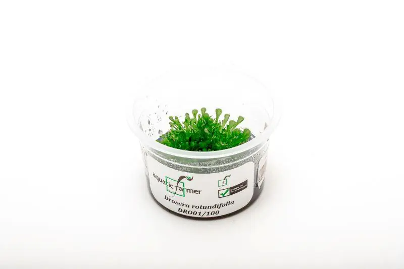 Drosera Rotundifolia Aquatic Farmer Tissue Culture