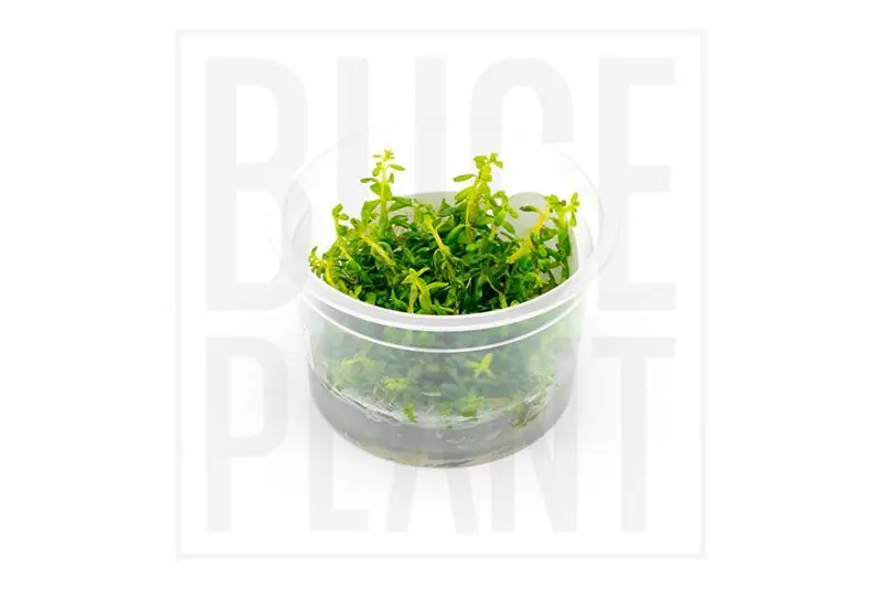 Rotala Rotundifolia Aquatic Farmer Tissue Culture