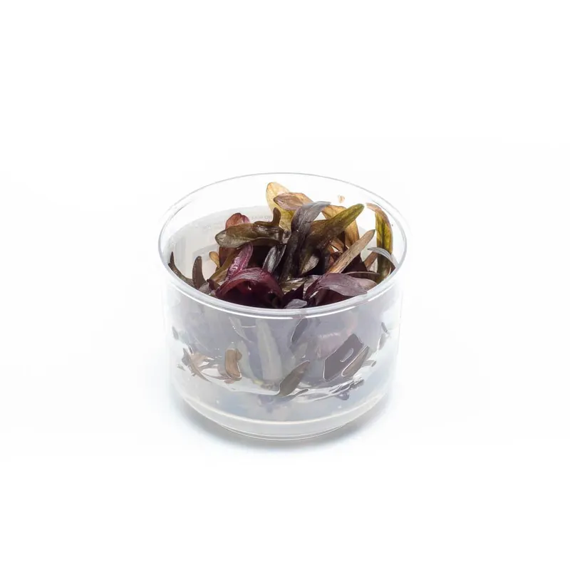 Echinodorus Horemanii Red Tissue Culture - UNSTC