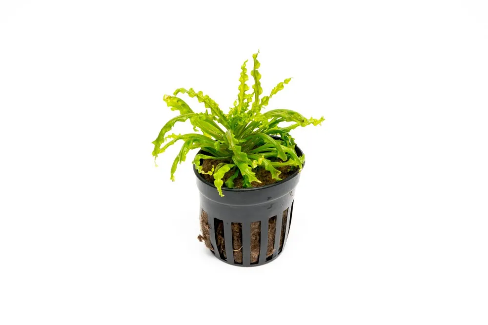 Pogostemon Helferi 'Downoi' - IS
