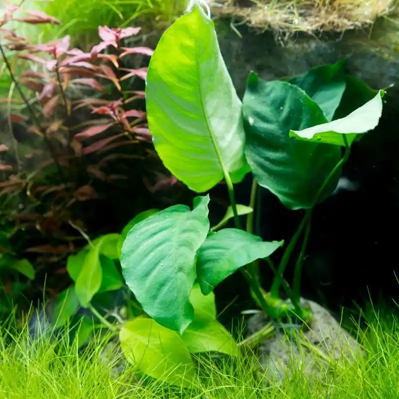 Anubias Nana on Stone - IS