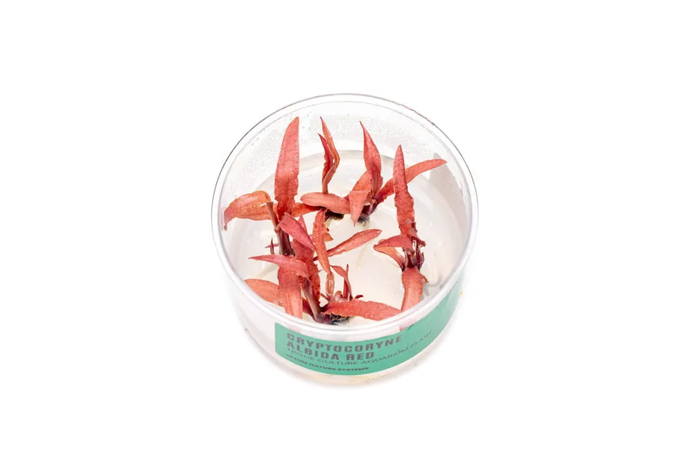 Cryptocoryne Albida Red Tissue Culture - UNSTC