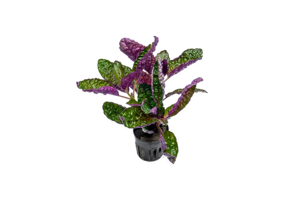 Hemigraphis Colorata / Purple Waffle - ACW