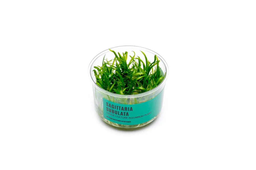 Sagittaria Subulata UNS Tissue Culture - UNSTC