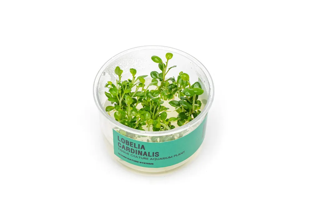 Lobelia Cardinalis UNS Tissue Culture - UNSTC