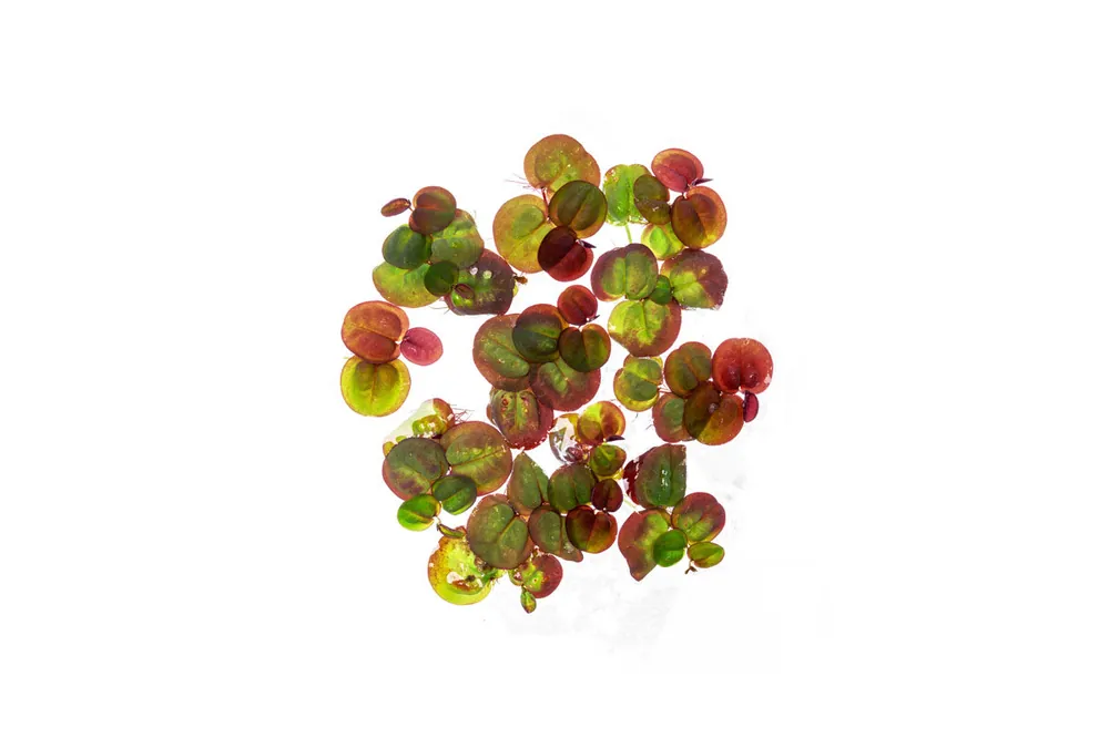 Phyllanthus Fluitans Red Root Floater - ACW