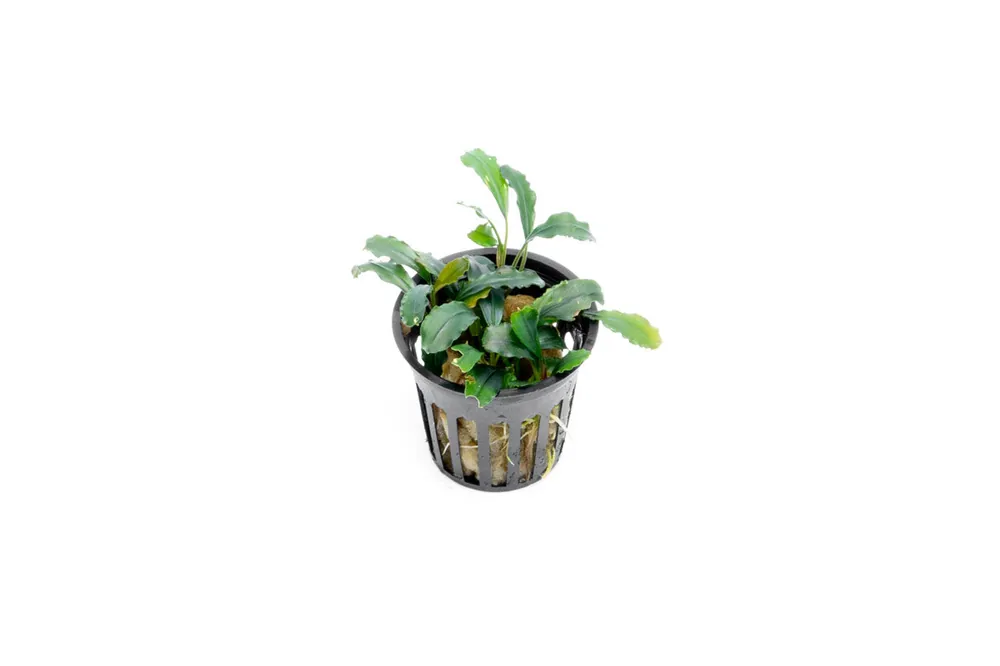 Bucephalandra Red Blade Pot
