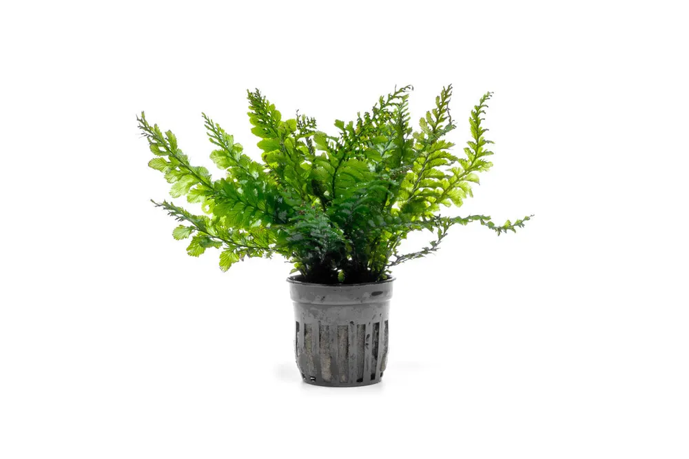 Trichomanes Javanicum Borneo Fern - ACW
