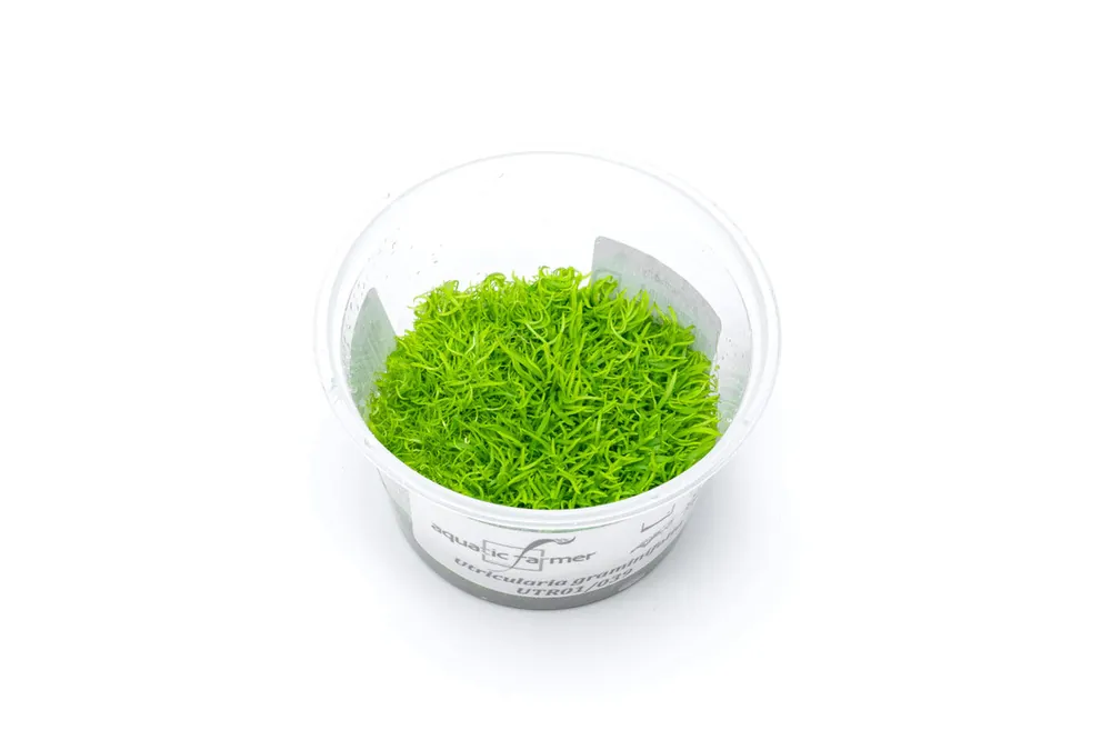 Utricularia Graminifolia Aquatic Farmer Tissue Culture