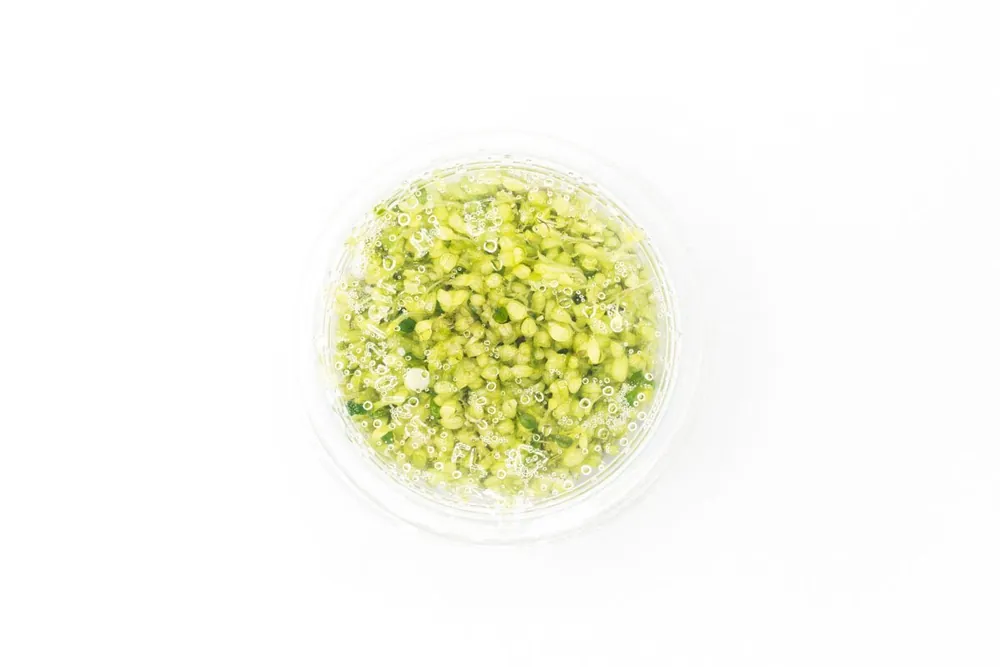 Glossostigma Elatinoides Platinum Aquatic Farmer Tissue Culture