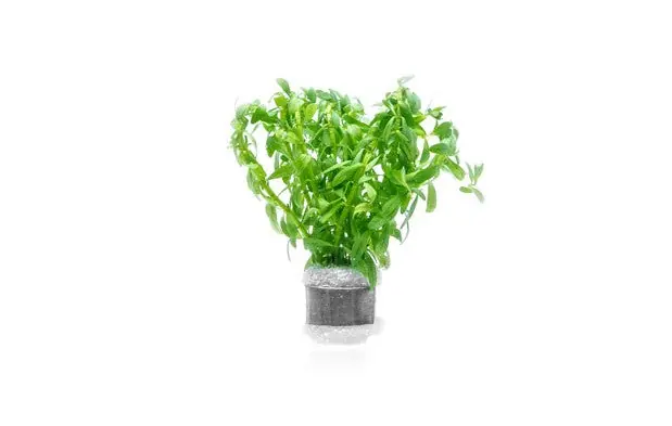 Rotala Nanjenshan - ACW