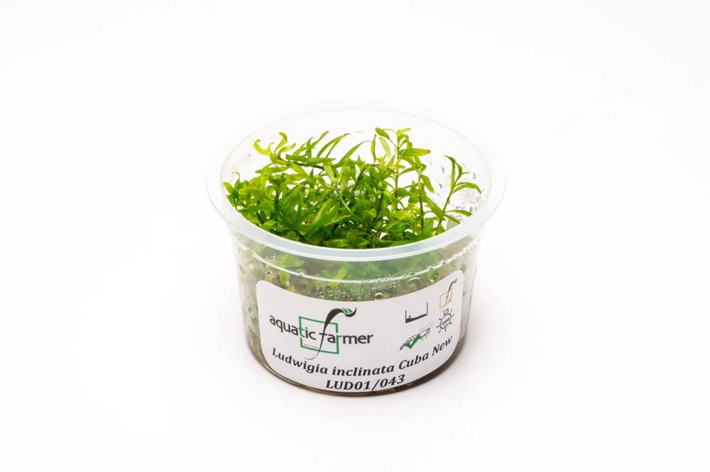 Ludwigia Inclinata Cuba Aquatic Farmer Tissue Culture