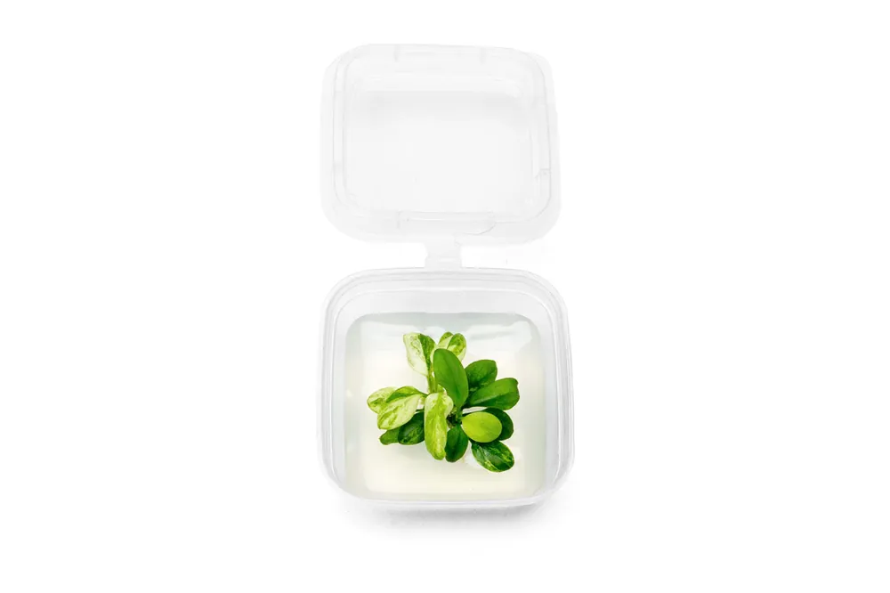 Anubias Nana Snow White Tissue Culture - UNSTC
