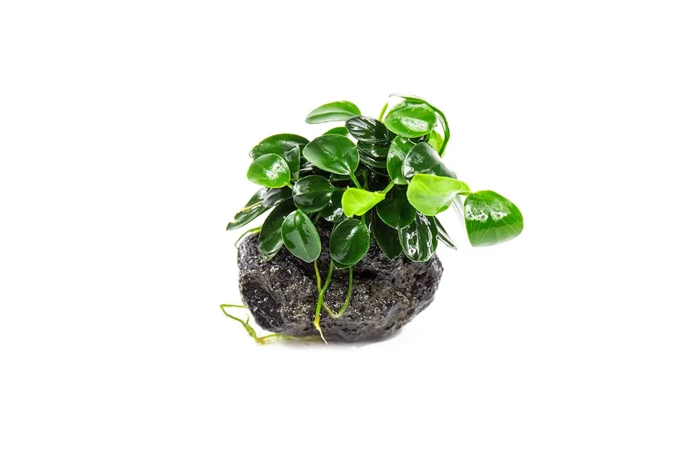 Anubias Nana Petite on Lava Stone - CPA