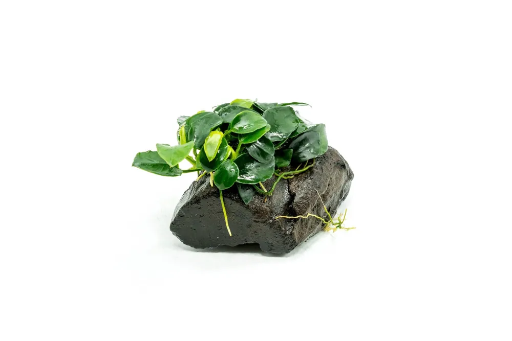 Anubias Nana Petite on Nano Driftwood - CPA