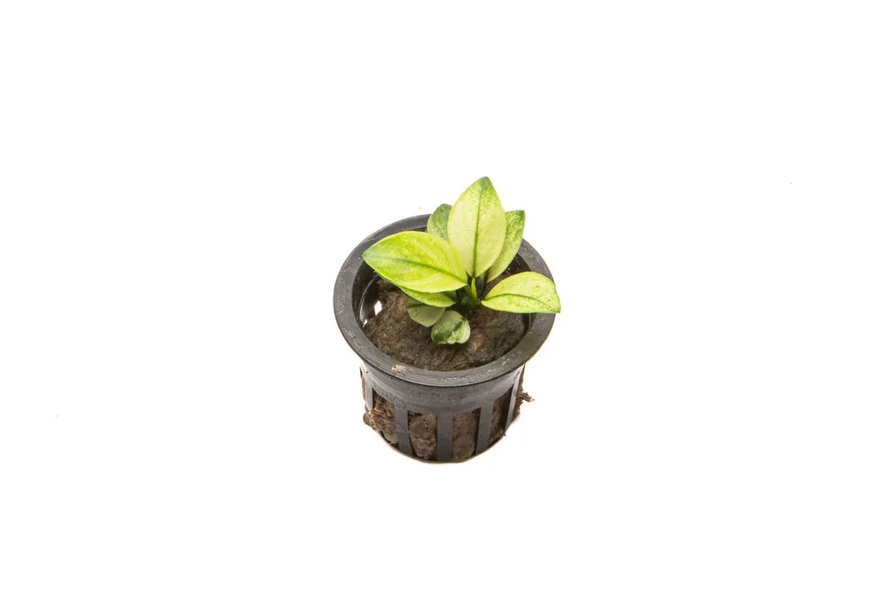 Anubias White Broad Leaf - CPA