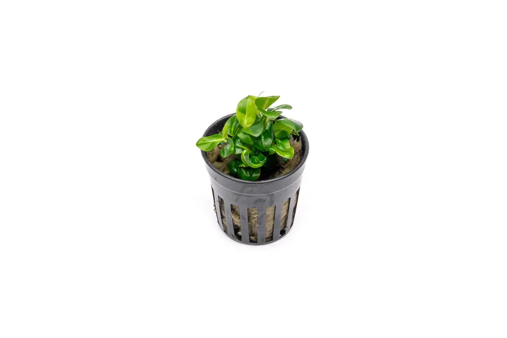 Anubias Stardust Mini - CPA