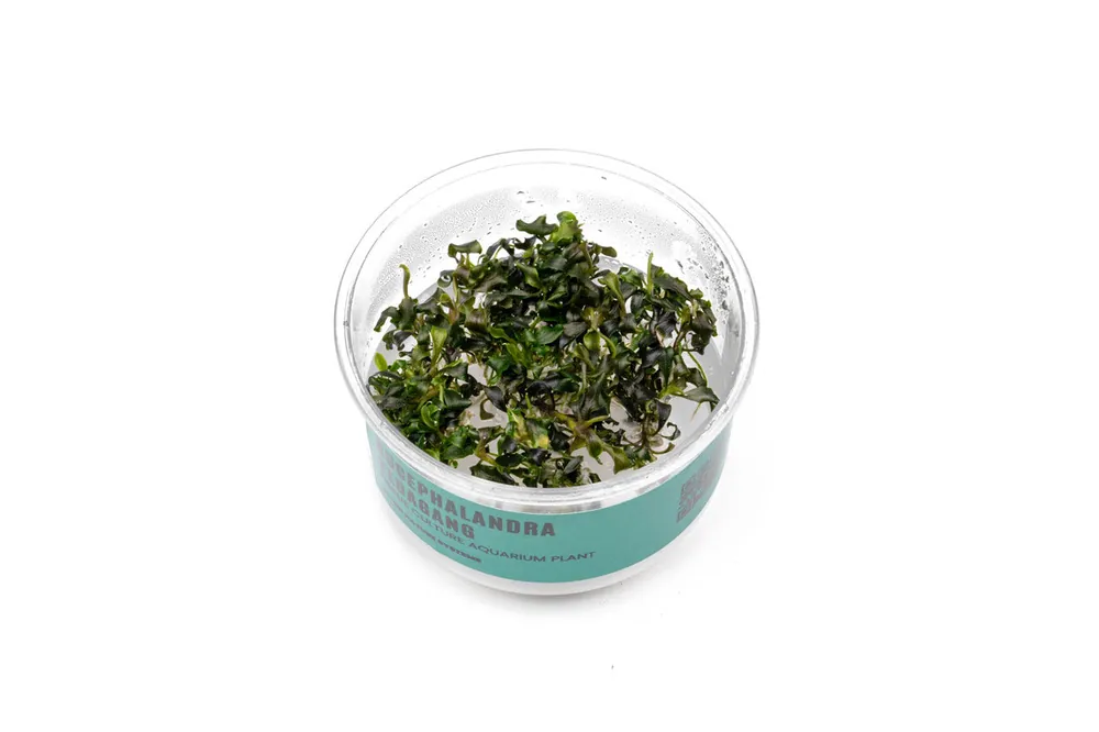Bucephalandra Kedagang UNS Tissue Culture - UNSTC