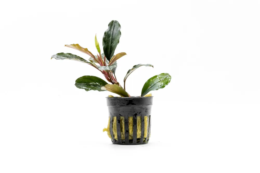 Bucephalandra Theia (Farmed) - CPA