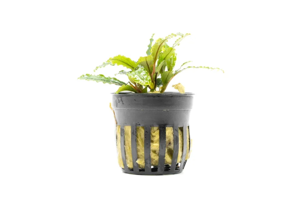 Bucephalandra Velvet (Farmed) - CPA