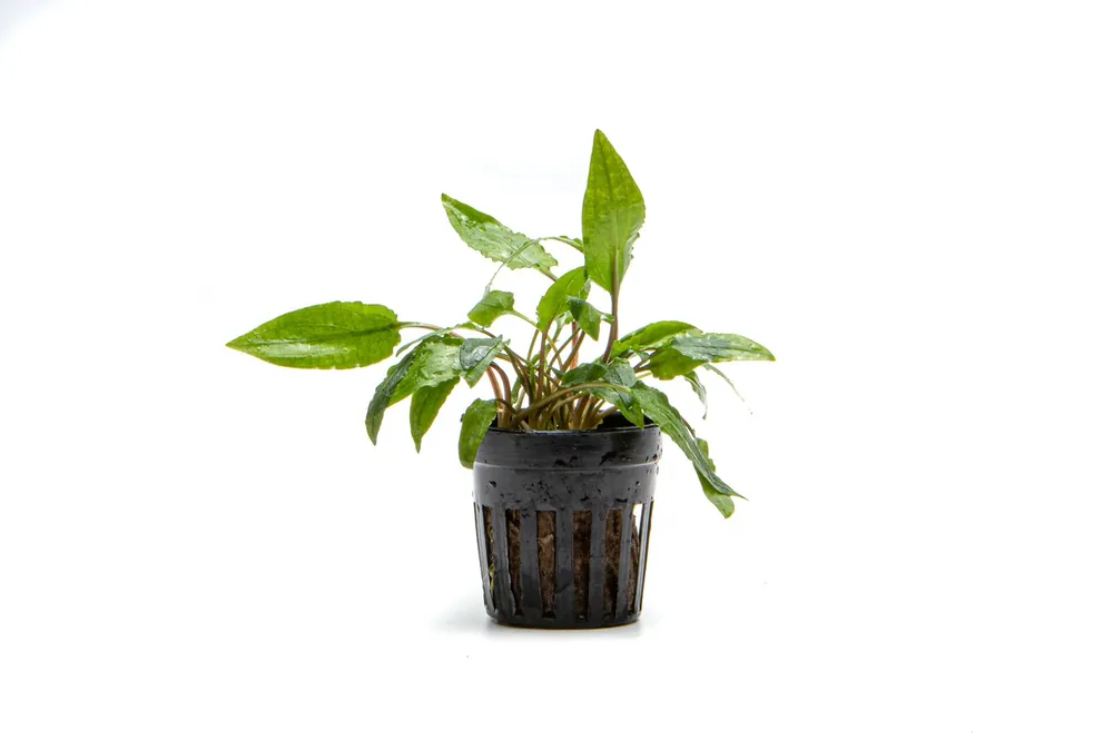 Cryptocoryne Wendtii Gecko - ACW
