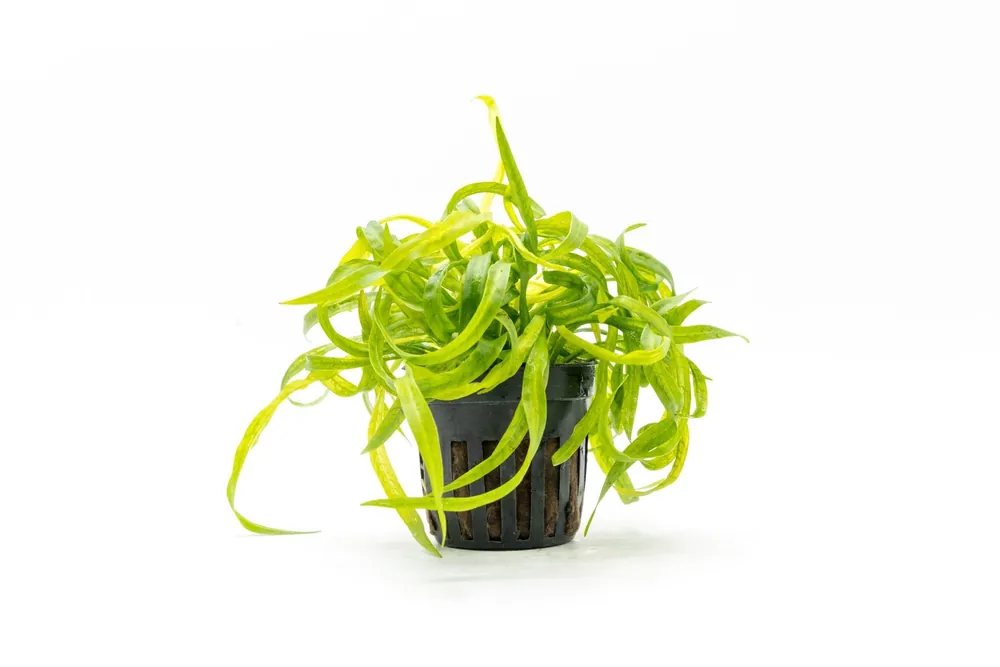 Helanthium Vesuvius (Echinodorus) - CPA