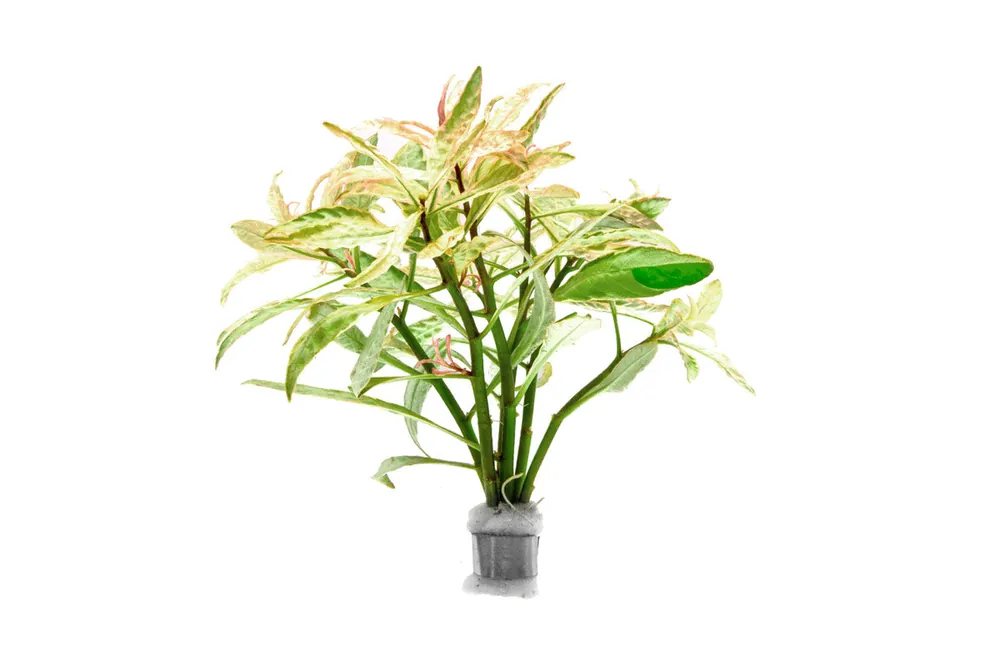 Ludwigia Pink - CPA