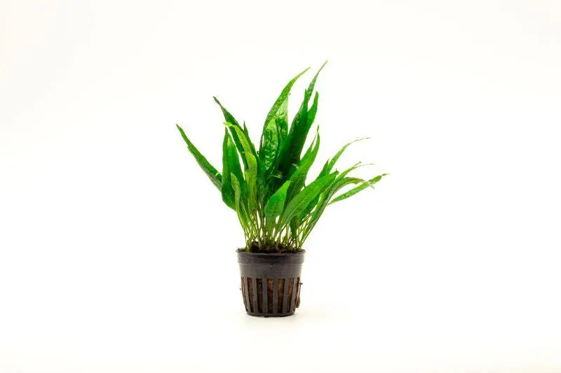 Java Fern Black Forest - CPA